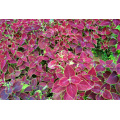 Asian garden indoesnisa Common Coleus  tropical  flower seeds for growing